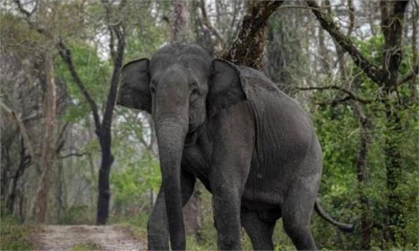 assam  wild elephant tramples elderly woman to death