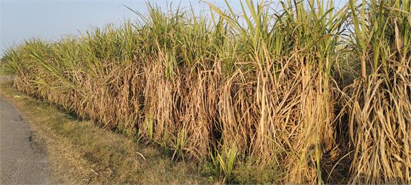 heavy rain  the bright sunshine brought out the colors of the crops