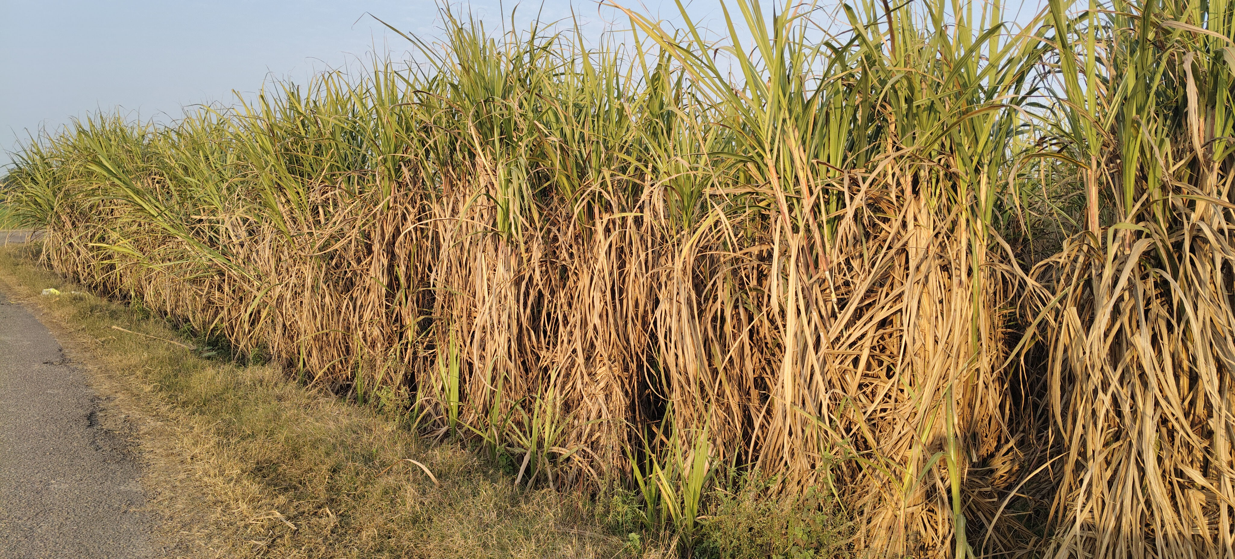 ਤੇਜ਼ ਬਾਰਿਸ਼ ਮਗਰੋਂ ਤਿੱਖੀ ਧੁੱਪ ਨਾਲ ਫਸਲਾਂ ਦੇ ਰੰਗ ਖਿੜੇ, ਗੰਨੇ ਦੀ ਕਟਾਈ ਪ੍ਰਭਾਵਿਤ