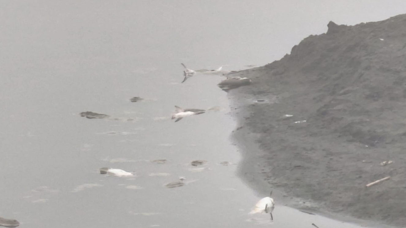 ਰਾਵੀ ਦਰਿਆ ''ਚ ਹਜ਼ਾਰਾਂ ਦੀ ਗਿਣਤੀ ’ਚ ਮੱਛੀਆਂ ਮਰੀਆਂ, ਸਾਹਮਣੇ ਆਇਆ ਹੈਰਾਨੀਜਨਕ ਕਾਰਣ