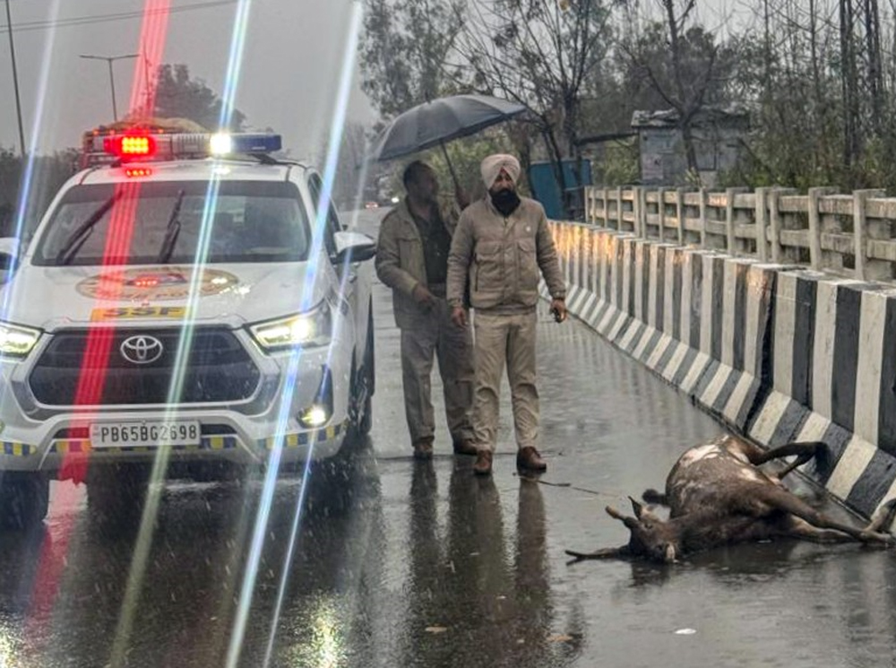 ਅਣਪਛਾਤੇ ਵਾਹਨ ਦੀ ਫੇਟ ਵੱਜਣ ਨਾਲ ਸਾਂਬਰ ਦੀ ਮੌਤ