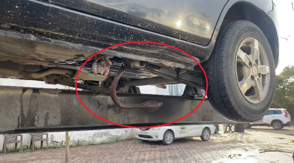 ਕਾਰ ''ਚ ਵੜ ਗਿਆ Cobra ਸੱਪ! ਪੈ ਗਏ ਪੜਥੂ
