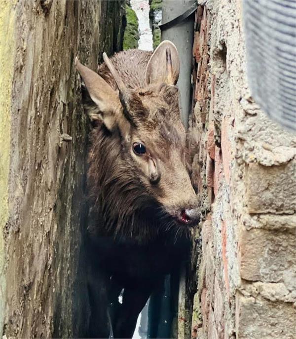 deer climbed onto the roof of a house