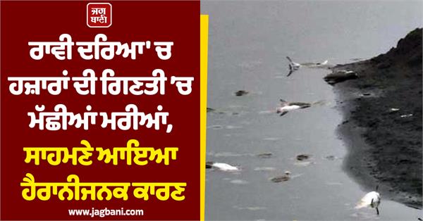 thousands of fish died in ravi river