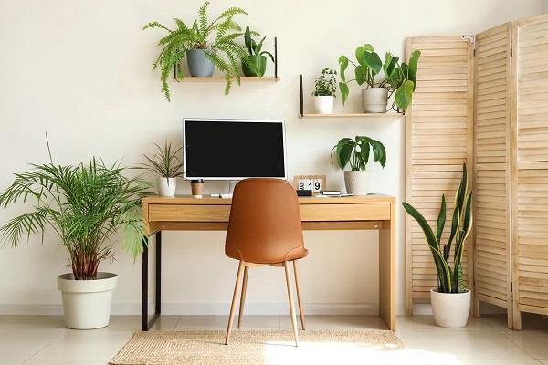 plants on your office desk  progress may be halted