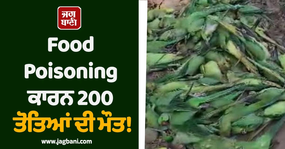 ਨਰਮਦਾ ਕੰਢੇ Food Poisoning ਕਾਰਨ 200 ਤੋਤਿਆਂ ਦੀ ਮੌਤ, ਇਲਾਕੇ ''ਚ ਦਹਿਸ਼ਤ