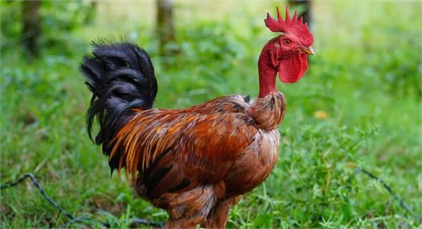 8600 chicken sold for 200 rupees