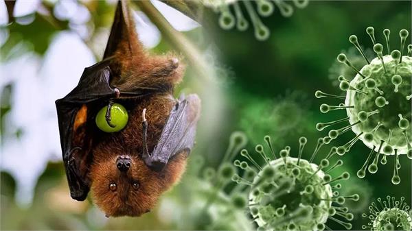 nipah virus alert 2 suspected cases