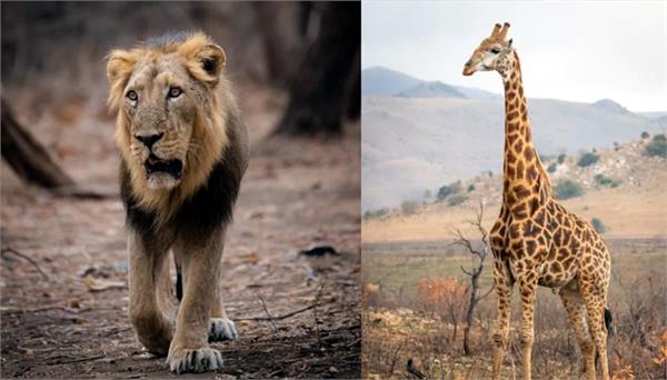 9 lions and 2 giraffes euthanized in pakistan