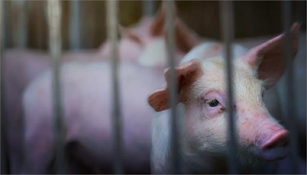 mizoram declares african swine fever a state specific disaster