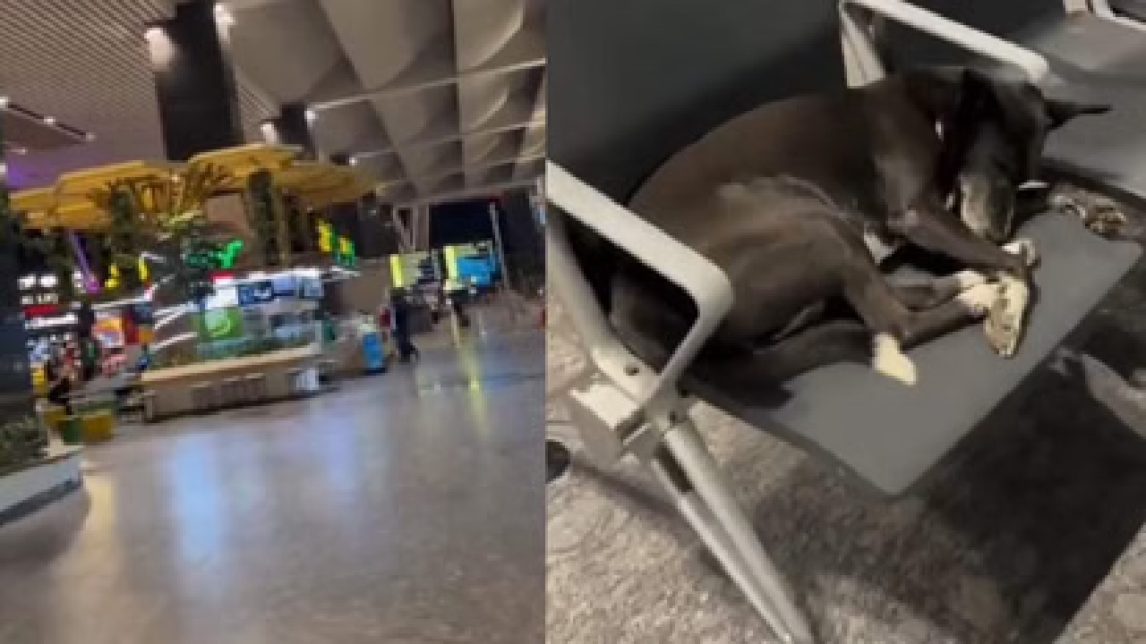 ‘ਹਵਾਈ ਅੱਡਿਆਂ ’ਤੇ’ ਆਵਾਰਾ ਕੁੱਤਿਆਂ ਦੀ ਸਮੱਸਿਆ ਅਤੇ ਸਵੱਛਤਾ ਦੀ ਕਮੀ!