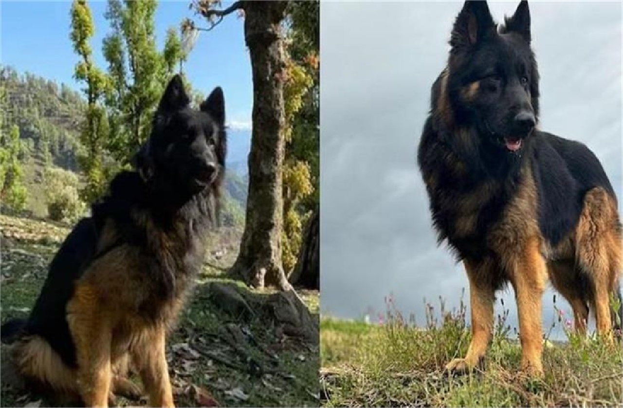 ‘ਸੁਰੱਖਿਆ ਬਲਾਂ ਦਾ ਮਦਦਗਾਰ’ ਖੋਜੀ ਸ਼ਵਾਨ ਟਾਇਸਨ (ਡੌਗ)!