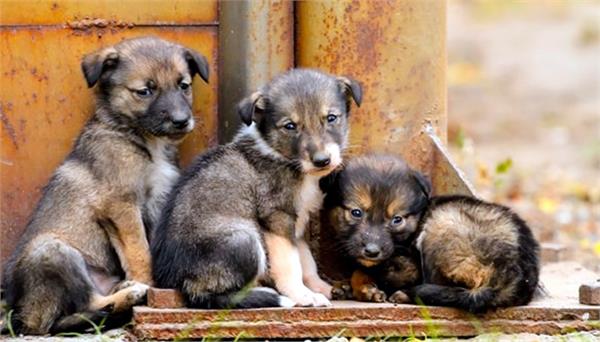 22 puppies were poisoned in laddus