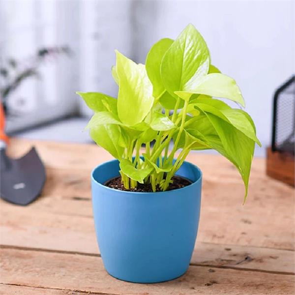 still have money problems even after having a money plant at home 