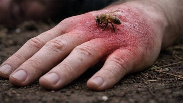 death toll due to bees increases in 4 months