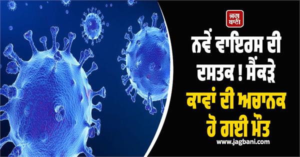 new virus crows death high alert government