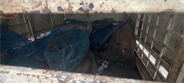 ngo takes big step to control stray dog   problem