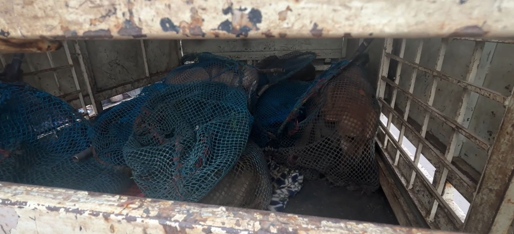 ਅਵਾਰਾ ਕੁੱਤਿਆਂ ਦੀ ਸਮੱਸਿਆ ’ਤੇ ਕਾਬੂ ਲਈ NGO ਨੇ ਚੁੱਕਿਆ ਵੱਡਾ ਕਦਮ