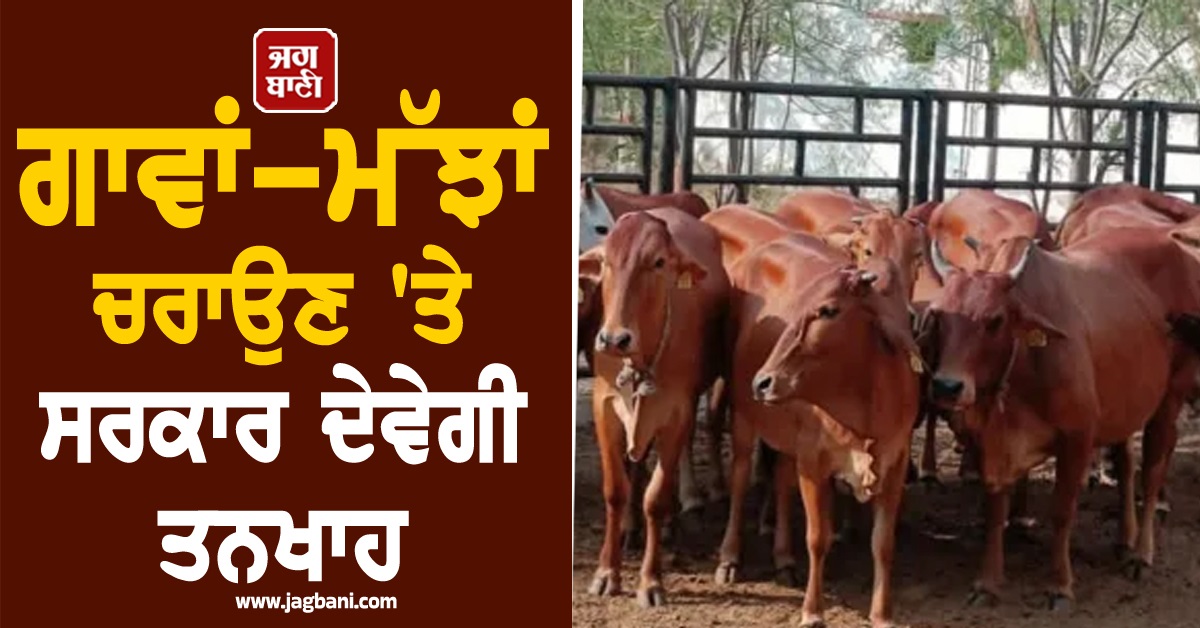 ਗਾਵਾਂ-ਮੱਝਾਂ ਚਰਾਉਣ ''ਤੇ ਸਰਕਾਰ ਦੇਵੇਗੀ ਤਨਖਾਹ, ਇਸ ਸੂਬੇ ਨੇ ਕੱਢੀਆਂ ਨੌਕਰੀਆਂ, ਇੰਨਾ ਮਿਲੇਗਾ ਪੈਸਾ