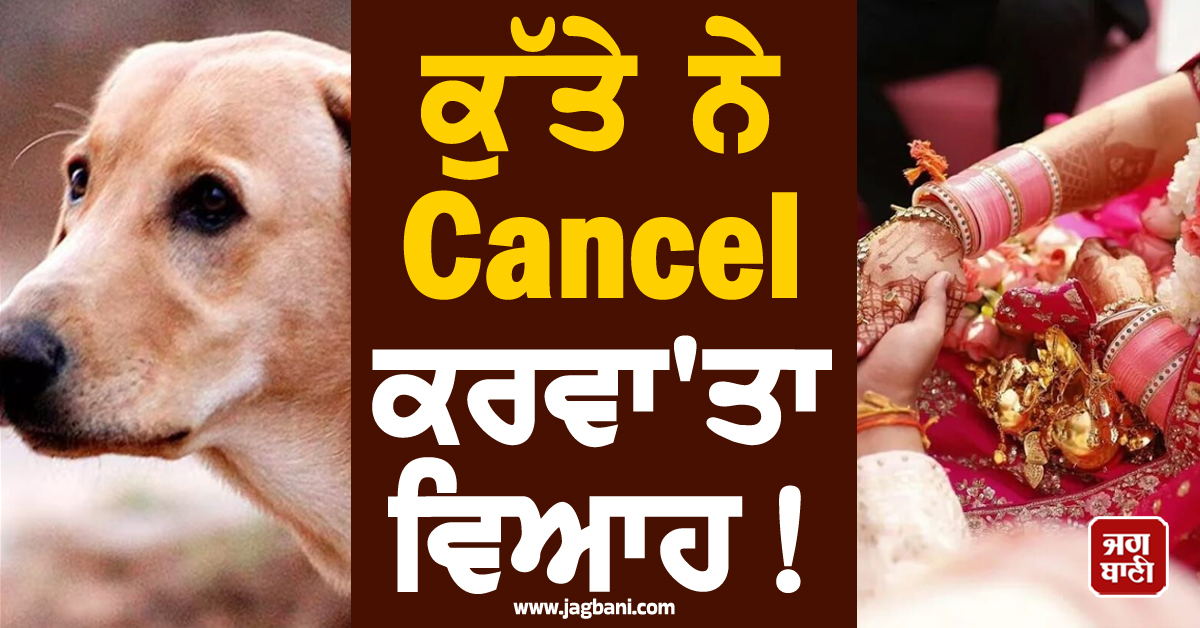 ਕੁੱਤੇ ਨੇ Cancel ਕਰਵਾ''ਤਾ ਵਿਆਹ ! ਬੈਂਡ-ਵਾਜਿਆਂ ''ਚ ਪੈ ਗਿਆ ਰੌਲ਼ਾ, ਥਾਣੇ ਪੁੱਜਾ ਮਾਮਲਾ