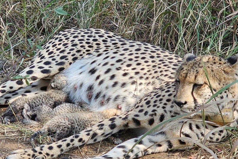 ਕੂਨੋ ਨੈਸ਼ਨਲ ਪਾਰਕ ''ਚ ਮਾਤਾ ਚੀਤੇ ਨੂੰ ਬੱਚਿਆਂ ਨੂੰ ਦਿੱਤਾ ਜਨਮ, ਦੇਸ਼ ''ਚ ਚੀਤਿਆਂ ਦੀ ਕੁੱਲ ਗਿਣਤੀ 38 ਹੋਈ