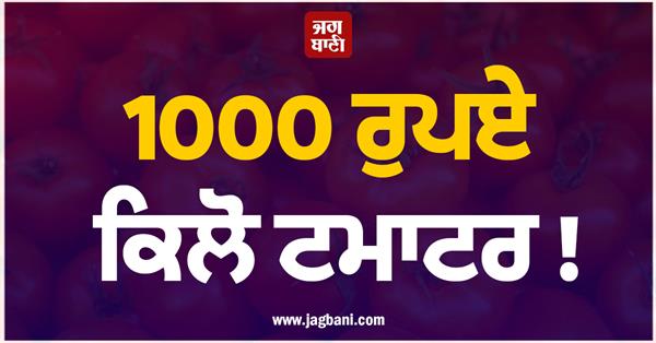 black tomato  farmer farming  crop price