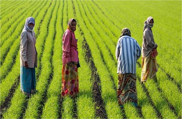 crop prices fall below msp farmers eye government s procurement policy