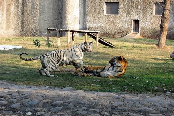 winter sunshine at chhatbir zoo is a big relief for animals