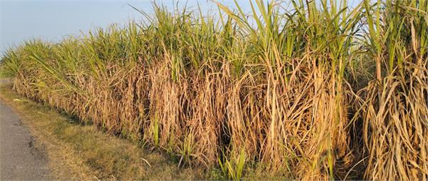 relief from the cold wave with strong sunshine