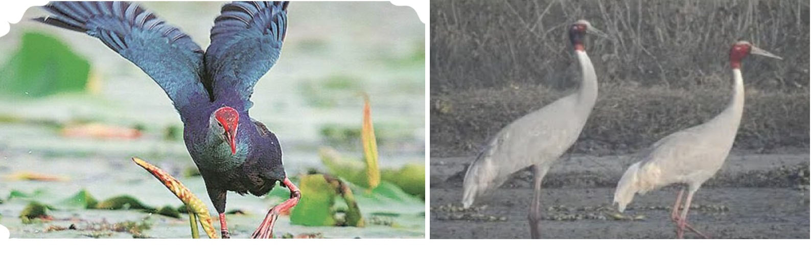 ਕੇਸ਼ੋਪੁਰ ਛੰਭ ਤੋਂ ਪ੍ਰਵਾਸੀ ਪੰਛੀਆਂ ਦੀ ਵਾਪਸੀ ਸ਼ੁਰੂ, ਅੱਧ ਤੋਂ ਵੱਧ ਆਪਣੇ ਵਤਨਾਂ ਨੂੰ ਪਰਤੇ