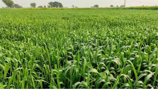 weather conditions have changed in punjab