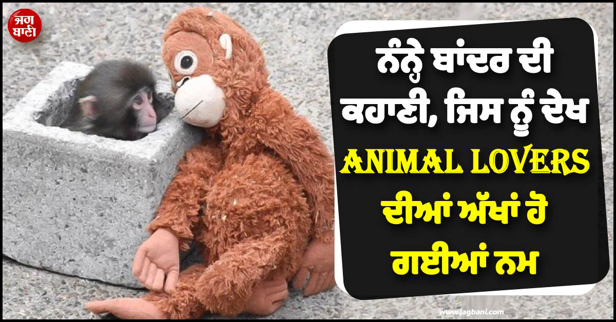ਜਾਣੋ ਕੀ ਹੈ ਨੰਨ੍ਹੇ ਬਾਂਦਰ ਦੀ ਅਸਲ ਕਹਾਣੀ, ਜਿਸ ਨੂੰ ਦੇਖ Animal Lovers ਦੀਆਂ ਅੱਖਾਂ ਹੋ ਗਈਆਂ ਨਮ