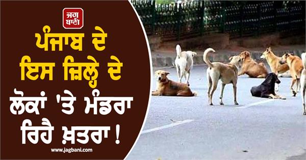 kapurthala district reported 523 cases of stray dog bites in two months