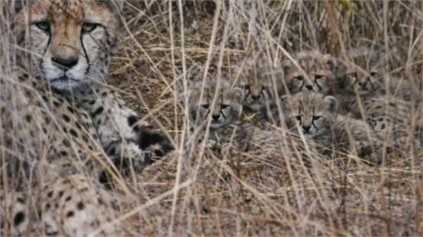 kuno national park  cheetah hope  cubs  birth