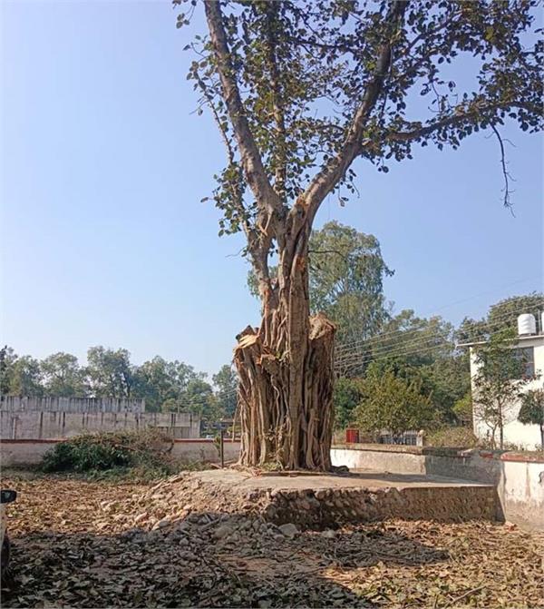 outrage in punjab  s nangal over illegal felling of century old banyan tree