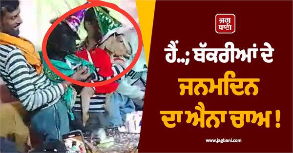 goats  birthday  villagers  dj  party