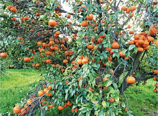 punjab to grow low seeded kinnow