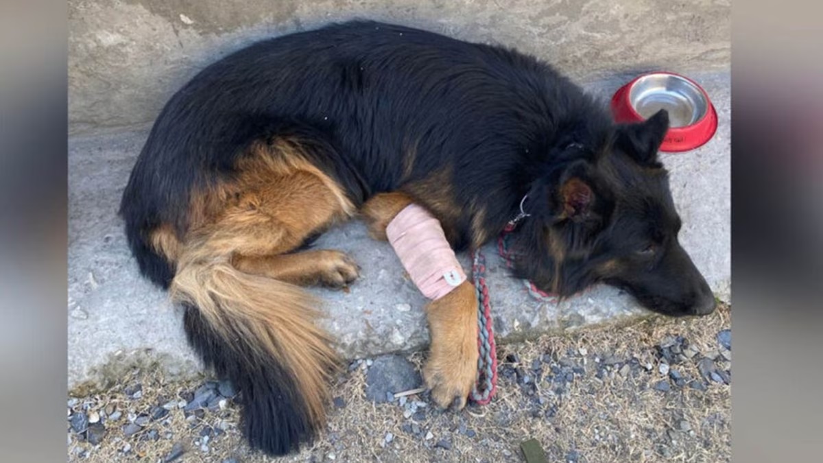 ਫ਼ੌਜ ਦਾ ''ਟਾਈਸਨ'' ਤੇਜ਼ੀ ਨਾਲ ਹੋ ਰਿਹਾ ਸਿਹਤਯਾਬ ! ਅੱਤਵਾਦੀਆਂ ਨਾਲ ਐਨਕਾਊਂਟਰ ''ਚ ਬਣਿਆ ਸੀ ''ਹੀਰੋ''