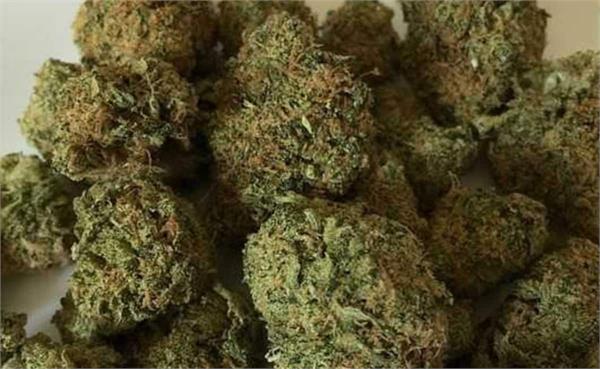 customs intercepts rs 23 9 crore worth of ganja at igi airport  two arrested