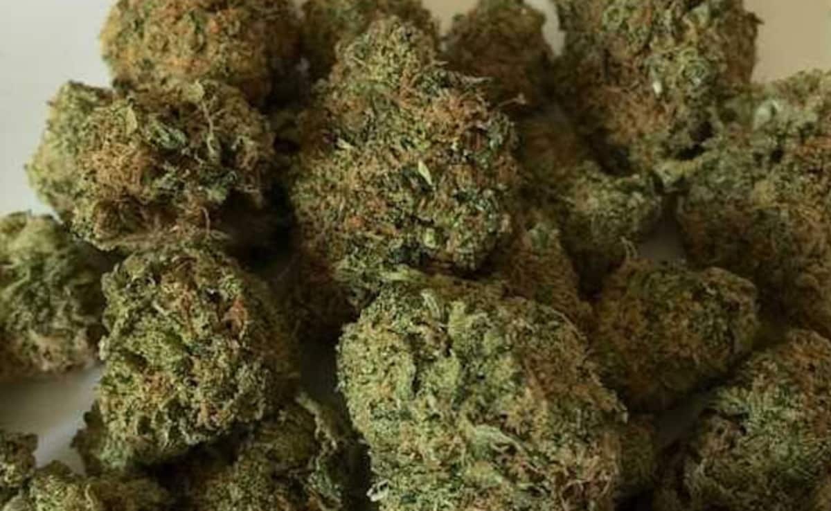 ਕਸਟਮ ਵਿਭਾਗ ਦੀ ਵੱਡੀ ਕਾਰਵਾਈ, 23.9 ਕਰੋੜ ਦੇ ਗਾਂਜੇ ਨਾਲ ਥਾਈਲੈਂਡ ਤੋਂ ਆਏ 2 ਭਾਰਤੀ ਗ੍ਰਿਫਤਾਰ