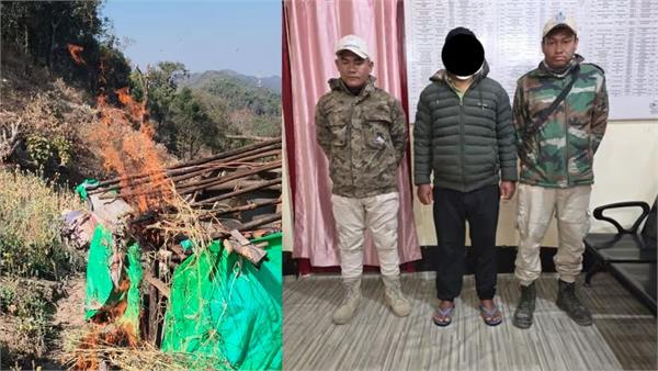 security forces destroy 20 acres of opium cultivation in manipur