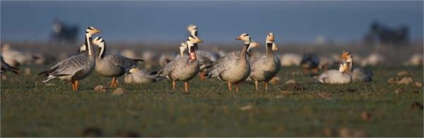 colorful exotic birds arrive in pong dam lake