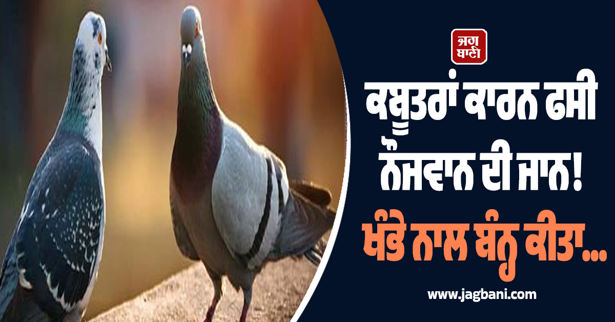Punjab: ਕਬੂਤਰਾਂ ਕਾਰਨ ਫਸੀ ਨੌਜਵਾਨ ਦੀ ਜਾਨ! ਖੰਭੇ ਨਾਲ ਬੰਨ੍ਹ ਕੀਤਾ...