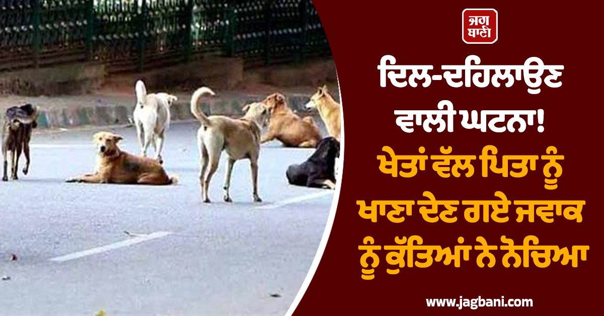 ਦਿਲ-ਦਹਿਲਾਉਣ ਵਾਲੀ ਘਟਨਾ! ਖੇਤਾਂ ਵੱਲ ਪਿਤਾ ਨੂੰ ਖਾਣਾ ਦੇਣ ਗਏ ਜਵਾਕ ਨੂੰ ਕੁੱਤਿਆਂ ਨੇ ਨੋਚਿਆ, ਹੋਈ ਦਰਦਨਾਕ ਮੌਤ