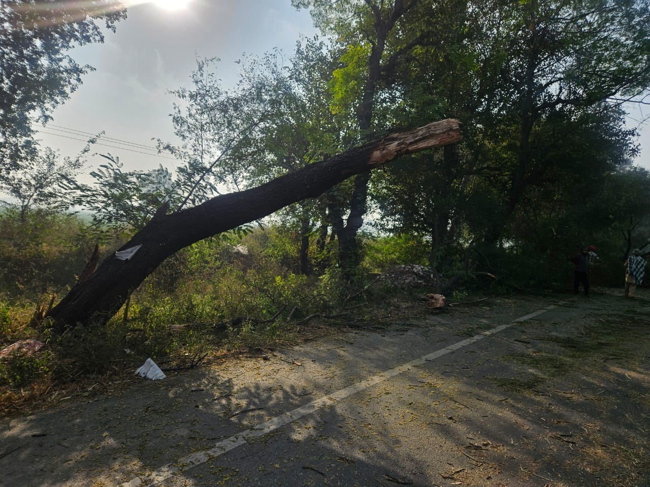 ਸੜਕਾਂ ਕਿਨਾਰੇ ਝੁਕੇ ਦਰਖੱਤ ਬਣੇ ਮੌਤ ਦੇ ਫਾਹੇ! ਲੁਧਿਆਣਾ ਜ਼ਿਲ੍ਹੇ ''ਚ ਹਾਦਸਿਆਂ ਦਾ ਵਧਦਾ ਖ਼ਤਰਾ