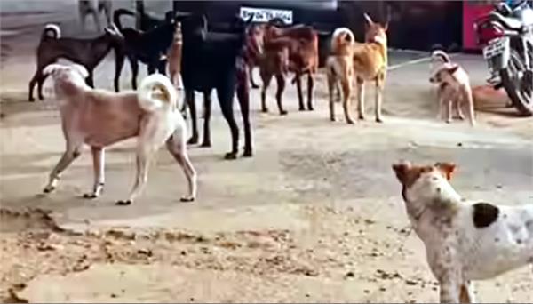 dogs are preying on 776 people every day