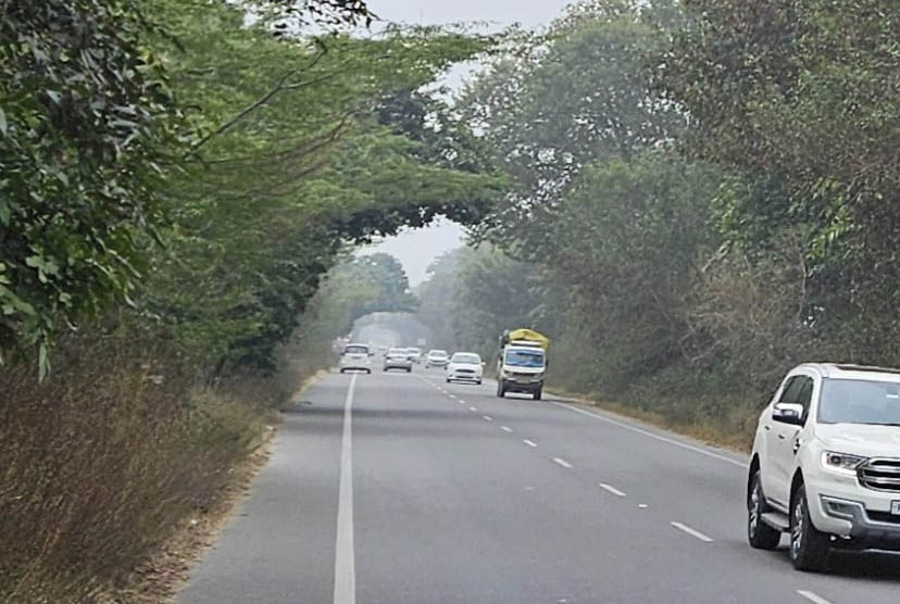 ਸੜਕਾਂ ਕਿਨਾਰੇ ਝੁਕੇ ਦਰਖੱਤਾਂ ਕਾਰਨ ਹਾਦਸਿਆਂ ਦਾ ਵੱਧਦਾ ਖਤਰਾ, ਜੰਗਲਾਤ ਵਿਭਾਗ ਤੋਂ ਤੁਰੰਤ ਕਾਰਵਾਈ ਦੀ ਮੰਗ