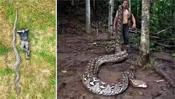 world largest python found in indonesia