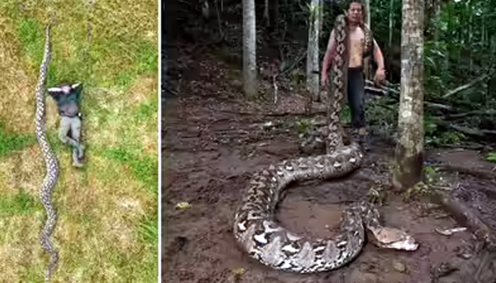 ਇੰਡੋਨੇਸ਼ੀਆ ''ਚ ਮਿਲਿਆ ਦੁਨੀਆ ਦਾ ਸਭ ਤੋਂ ਵੱਡਾ ਅਜਗਰ