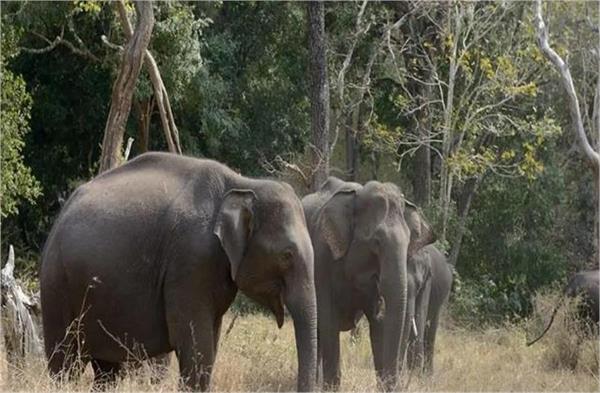 wild elephants two dead including a woman